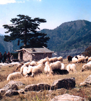 Στο Σμόλικα τα κοπάδια ξεκαλοκαιριάζουν
